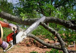 How Our Tree Care Process Works  in  Clymer, PA