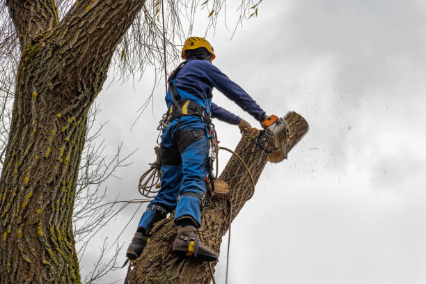 Professional Tree Removal in Clymer, PA